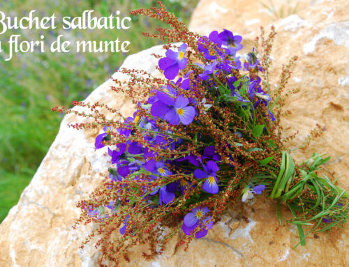 BUCHET SALBATIC, DE VARA